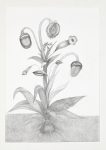 Mutterkorn, 2020, Bleistift auf Papier, 70 x 100 cm