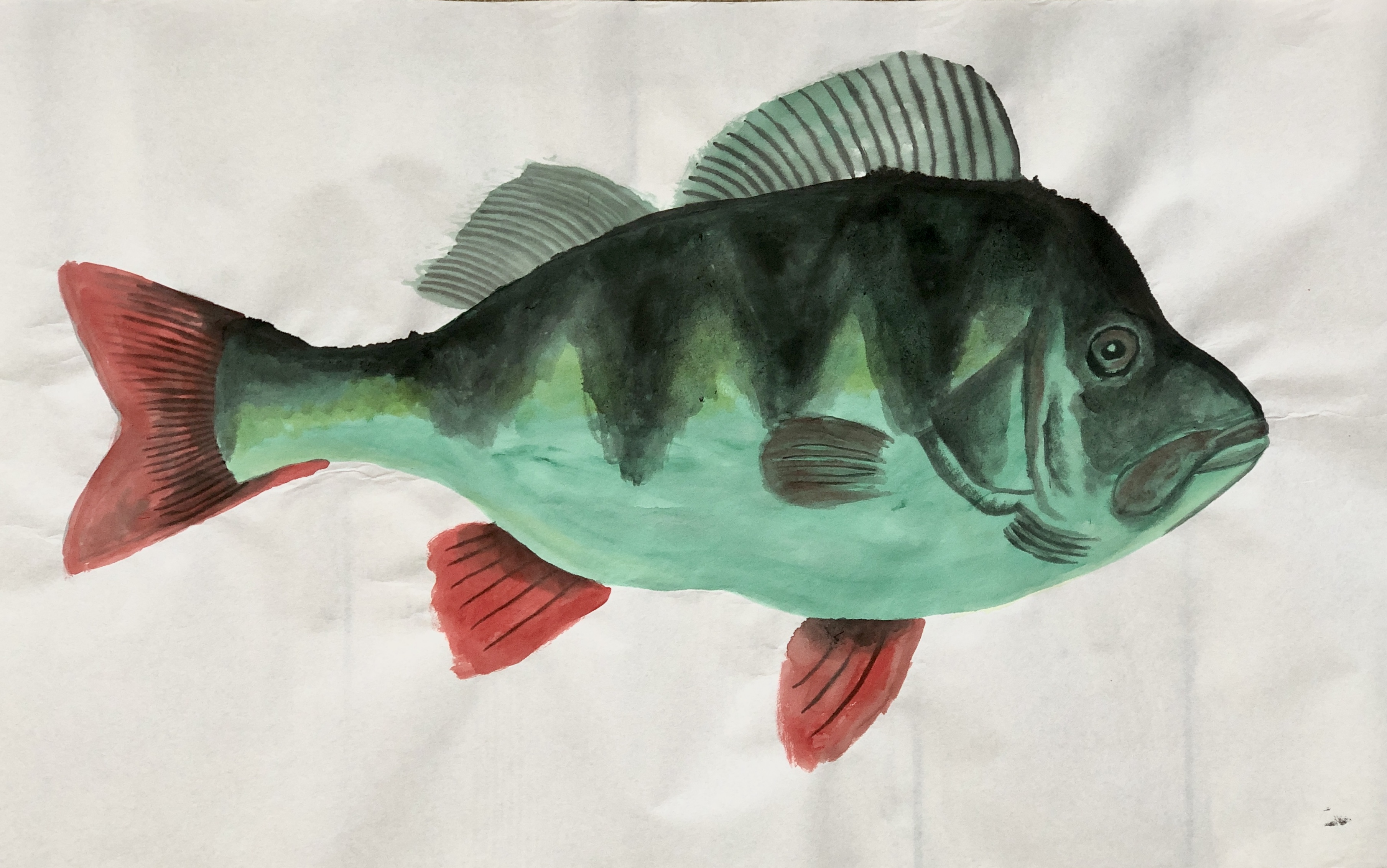 European Perch, 2020, Tinte, Gouache, Acryl auf Japanpapier, 45 x 85 cm 