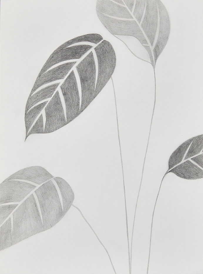 Blätter, Bleistift auf Papier, 29,4 x 40cm, 2022