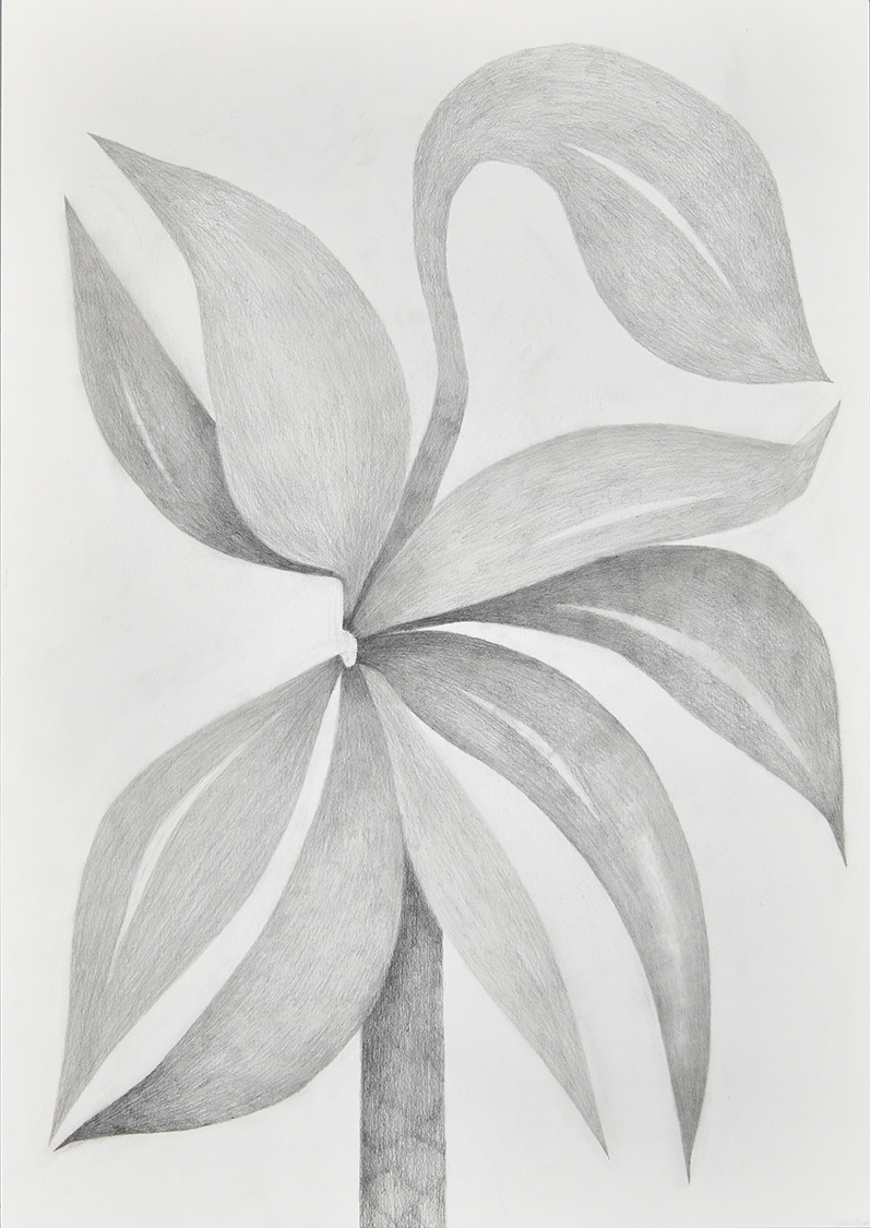 Pflanze 1, Bleistift auf Papier, 42 x 59,4cm, 2022